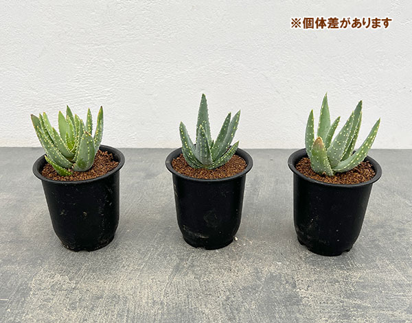 園芸ネット本店｜アロエ：ディコトマ3号ポット の通販【公式】