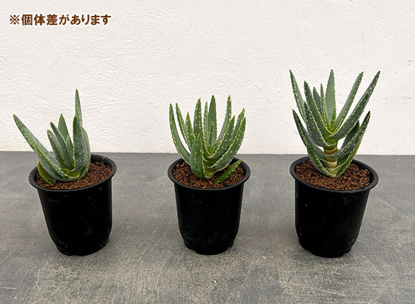 園芸ネット本店｜アロエ：ラモシシマ 3号ポット の通販【公式】