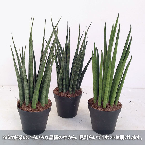 園芸ネット本店｜サンセベリア：ミカド系バラエティ3号ポット の通販
