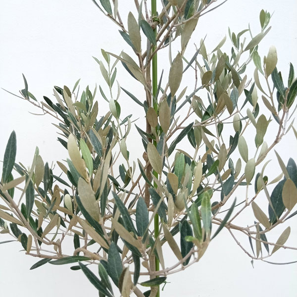 園芸ネット本店｜オリーブ：ミッション 8号鉢植え* の通販【公式】