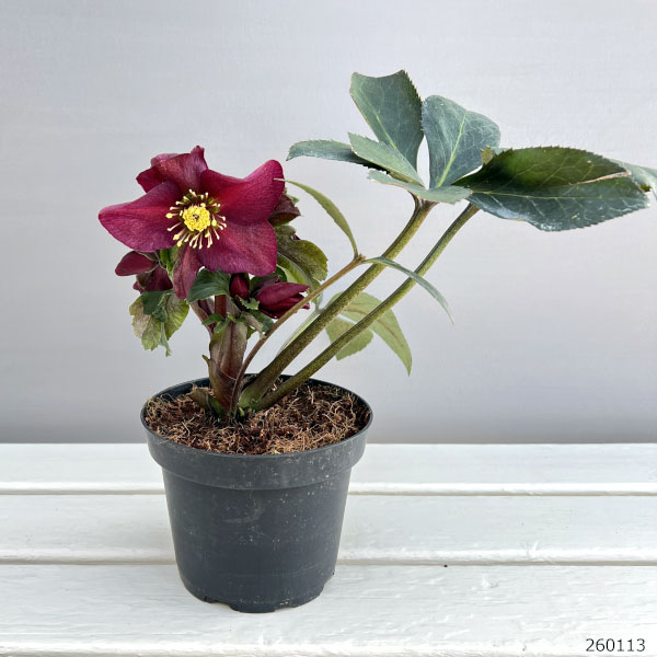 園芸ネット本店｜クリスマスローズ：*HGC Ice N'roses 氷の薔薇 レッド