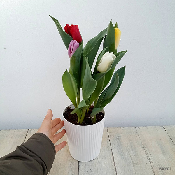 園芸ネット本店｜チューリップ：花色ミックス4号鉢植え（5球入り） の