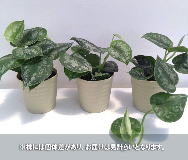 園芸ネット本店｜スキンダプサス：ピクタス・トレビ― 4号鉢入り の通販