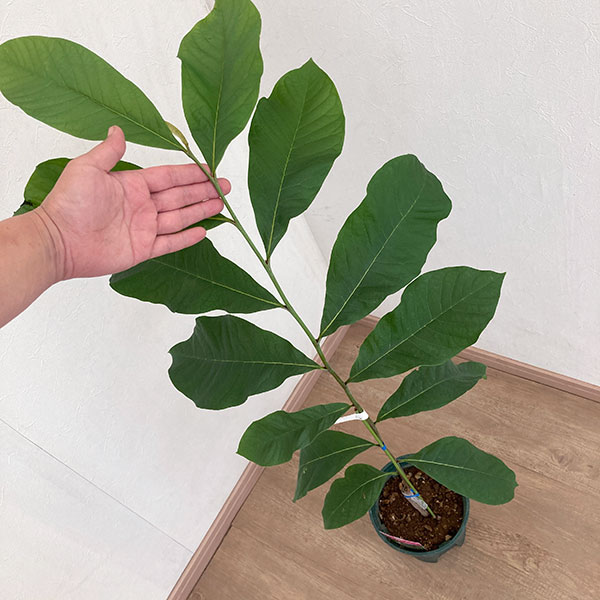 園芸ネット本店｜ポポー：アレゲーニー（接木苗）5-6号ポット の通販