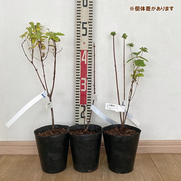 園芸ネット本店｜ハスカップ（ハニーベリー）：ジュガナ5号ポット の