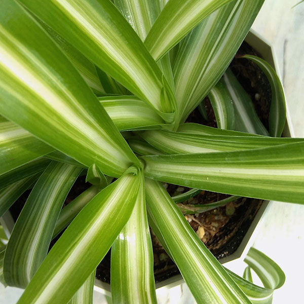 園芸ネット本店｜オリヅルラン：ボニー4号鉢植え の通販【公式】