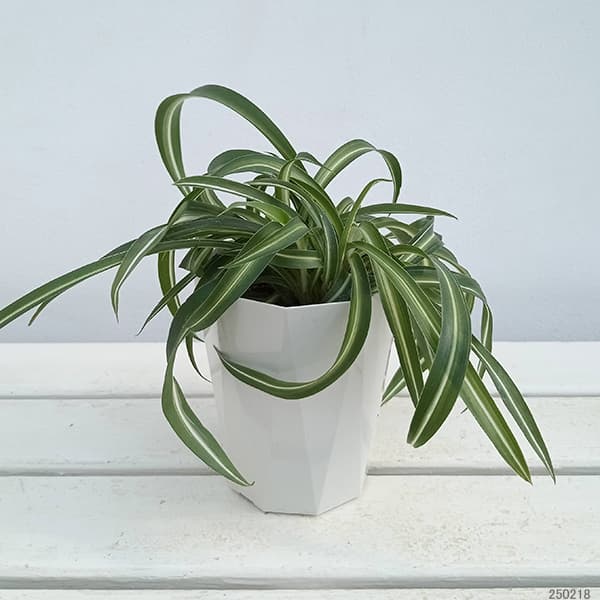 園芸ネット本店｜オリヅルラン：ボニー4号鉢植え の通販【公式】