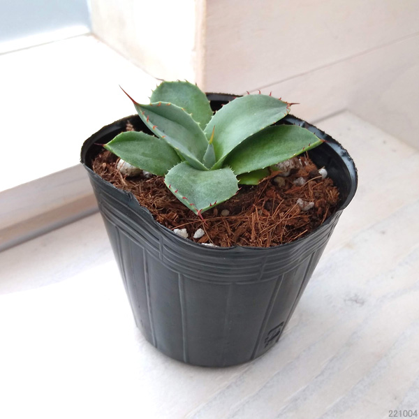 園芸ネット本店｜アガベ：パリー3号ポット（吉祥天） の通販【公式】