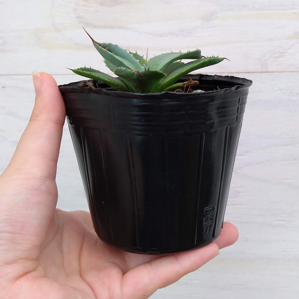 園芸ネット本店｜アガベ：パリー3号ポット（吉祥天） の通販【公式】