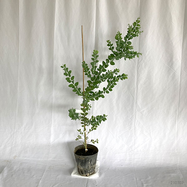 園芸ネット本店｜アカシア：パールアカシア7号ポット樹高1.2m の通販