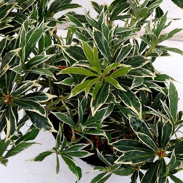 園芸ネット本店｜アセビ（馬酔木・アシビ）：斑入り白花（ホワイトリム