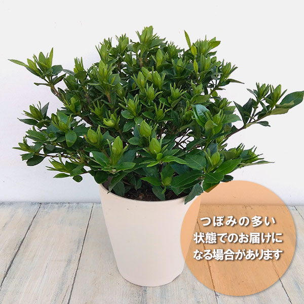 園芸ネット本店｜[送料無料][2026年 母の日ギフト][予約]クチナシ