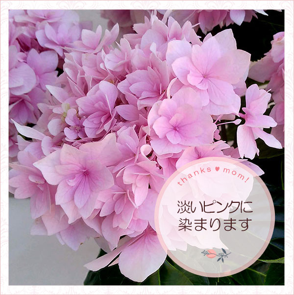 園芸ネット本店｜[送料無料][早届け][2021年 母の日ギフト][予約