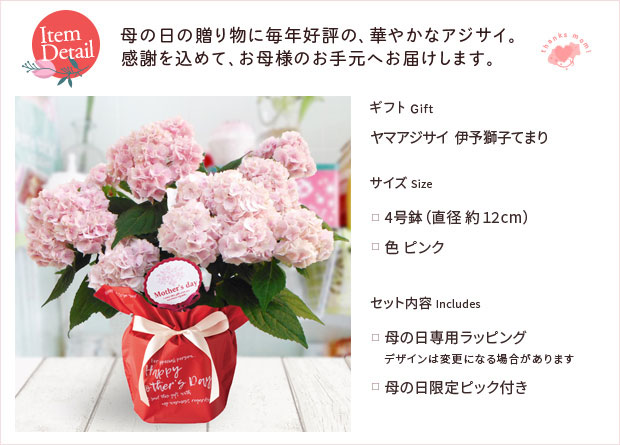 園芸ネット本店｜[送料無料][2025年 母の日ギフト][予約]ヤマアジサイ