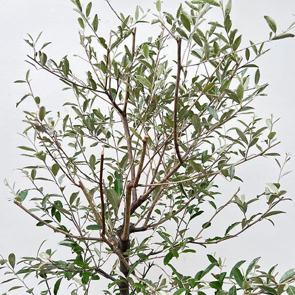 園芸ネット本店｜ロシアンオリーブ（ホソバグミ）8号鉢植え の通販【公式】