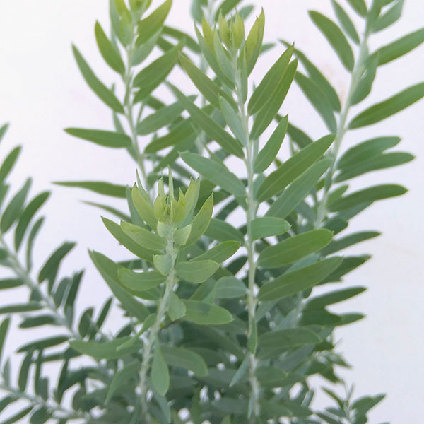 園芸ネット本店｜アカシア：ブルーブッシュ3.5号ポット の通販【公式】