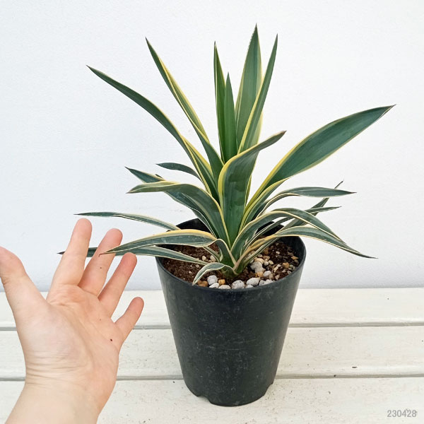 園芸ネット本店｜ユッカ：グロリオサ バリエガータ（斑入り）5号ポット