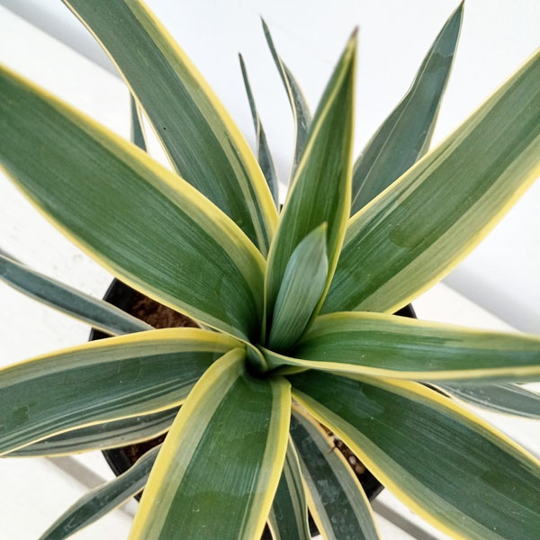 園芸ネット本店｜ユッカ：グロリオサ バリエガータ（斑入り）5号ポット