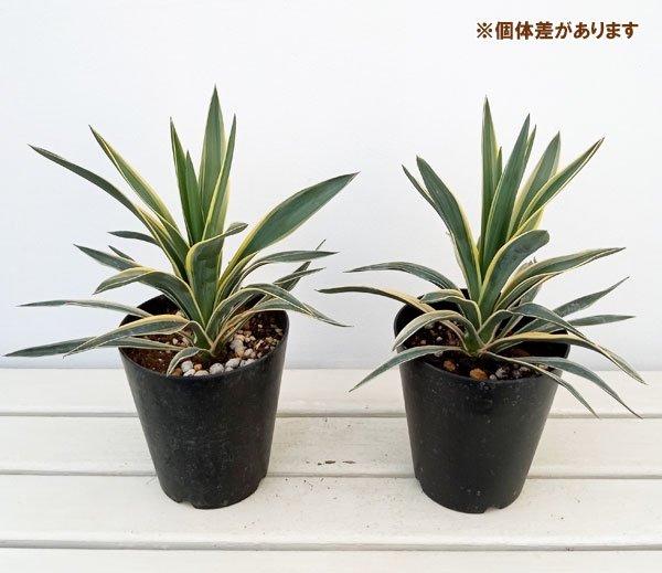 園芸ネット本店｜ユッカ：グロリオサ バリエガータ（斑入り）5号ポット