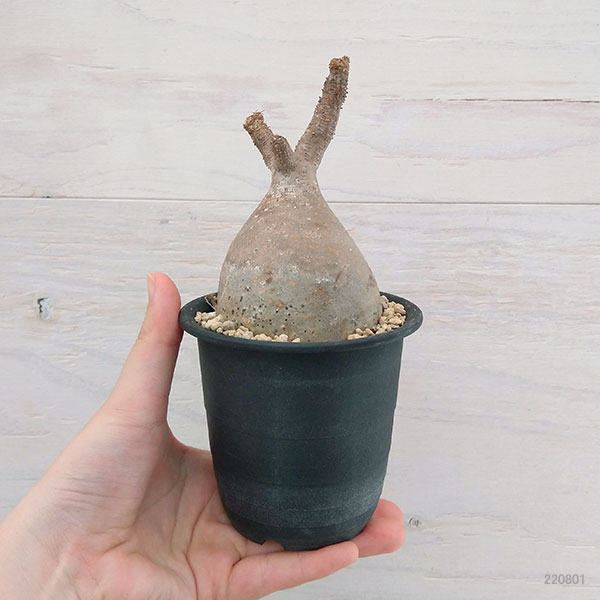 園芸ネット本店｜パキポディウム：グラキリス 2.5号 No.1 の通販【公式】