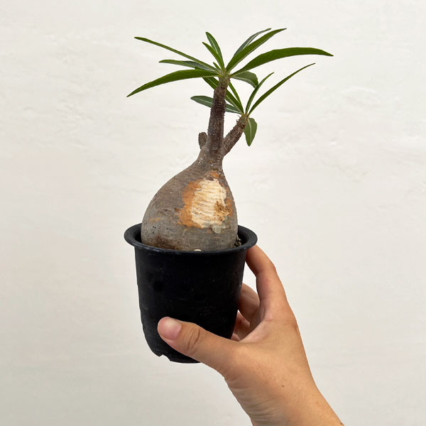 園芸ネット本店｜パキポディウム：グラキリス 2.5号 No.1 の通販【公式】