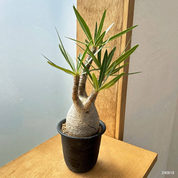 園芸ネット本店｜パキポディウム：グラキリス 2.5号No.4 の通販【公式】