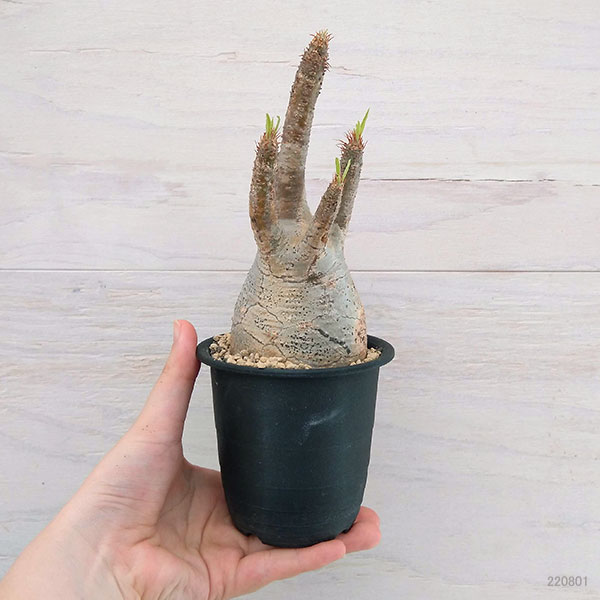 園芸ネット本店｜パキポディウム：グラキリス 2.5号No.4 の通販【公式】