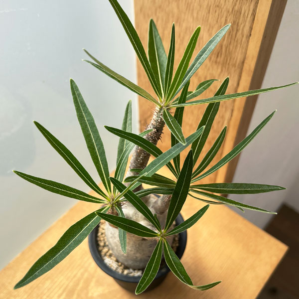 園芸ネット本店｜パキポディウム：グラキリス 2.5号No.4 の通販【公式】