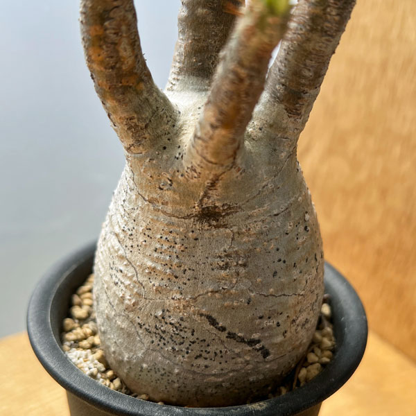 園芸ネット本店｜パキポディウム：グラキリス 2.5号No.4 の通販【公式】