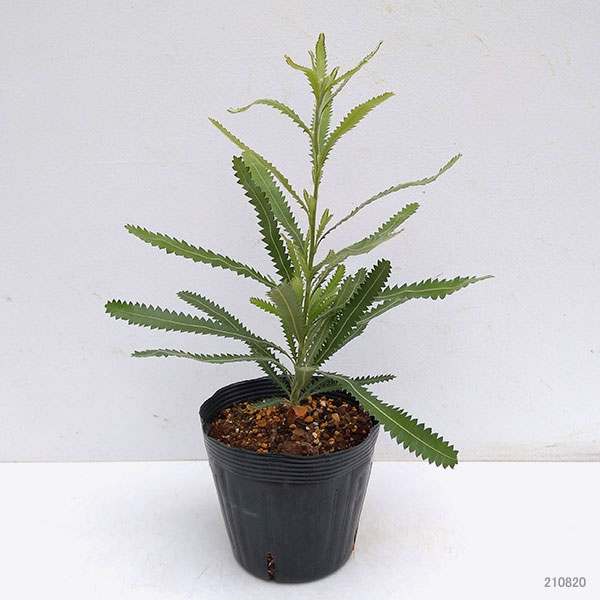 園芸ネット本店｜[26年4月上旬予約]バンクシア：アエムラ（ウォルム