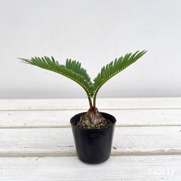 園芸ネット本店｜ソテツ：ソテツ（蘇鉄）ミニサイズ 2.5号ポット の