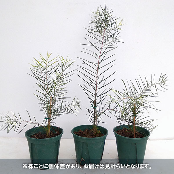 園芸ネット本店｜アカシア：フロリバンダフェニックスゴールド4号