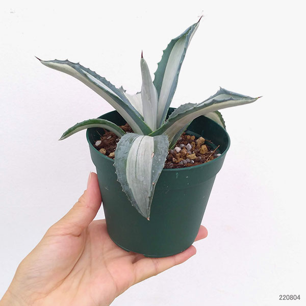 園芸ネット本店｜アガベ：アメリカーナ メディオピクタ(華厳) 3.5号