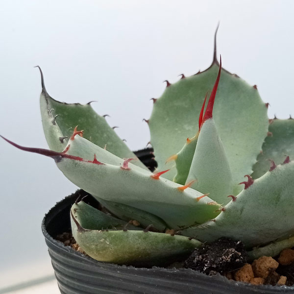 園芸ネット本店｜アガベ：パリートルンカータ 2.5号ポット の通販【公式】