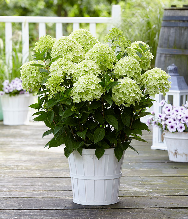 園芸ネット本店｜ノリウツギ（糊空木）：ホワイトライト5.5-6号ポット