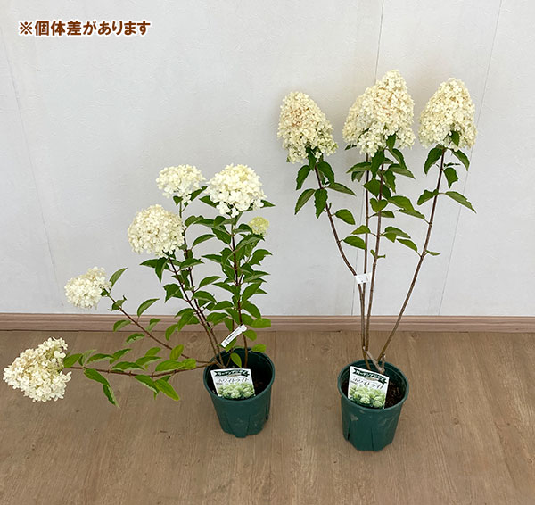 園芸ネット本店｜ノリウツギ（糊空木）：ホワイトライト5.5-6号ポット