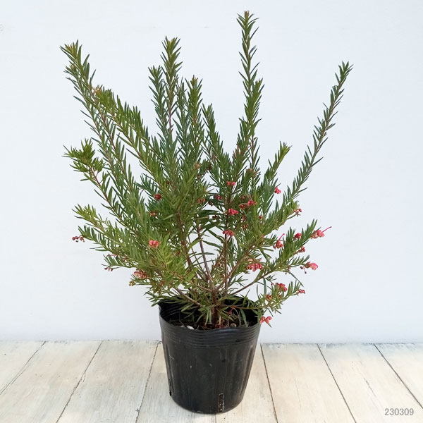 園芸ネット本店｜グレビレア：ジョンエバンス5号ポット の通販【公式】