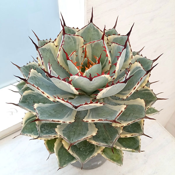 園芸ネット本店｜アガベ：吉祥冠錦（きっしょうかんにしき）5.5号