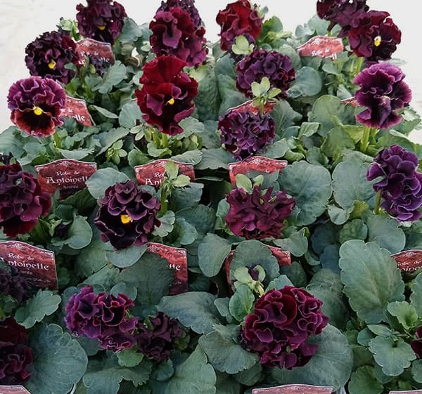 園芸ネット本店｜パンジー（フリル咲き）：ローブ ドゥ アントワネット