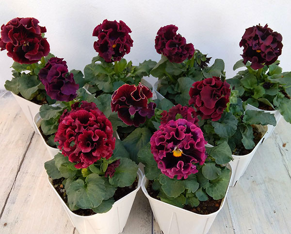 園芸ネット本店｜パンジー（フリル咲き）：ローブ ドゥ アントワネット