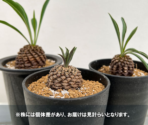 園芸ネット本店｜ユーフォルビア：鉄甲丸（てっこうまる）3.5号 の通販