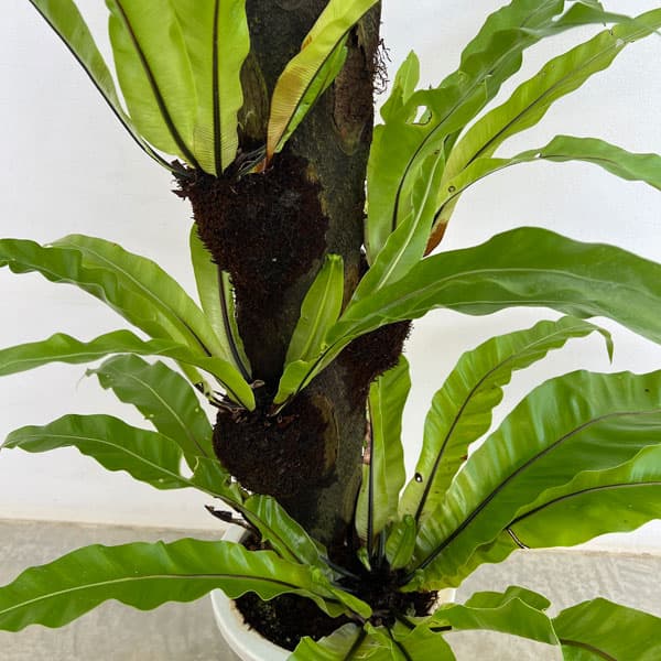 園芸ネット本店｜オオタニワタリ(大谷渡り） ヘゴ仕立て 8号 の通販