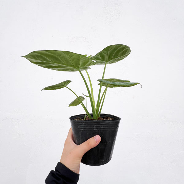 園芸ネット本店｜アロカシア：シヌアータ 4号ポット の通販【公式】