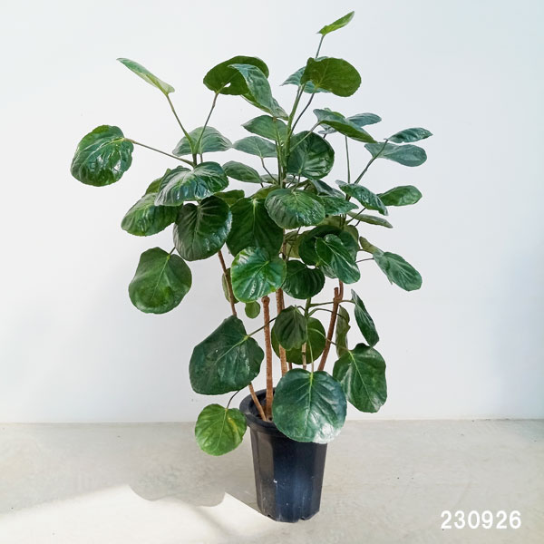 園芸ネット本店｜ポリシャス：フリスビー スマイル 8号鉢植え の通販