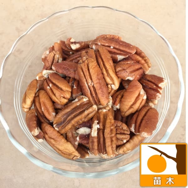 園芸ネット本店｜ペカンナッツ：CLS-61 7号ポット の通販【公式】