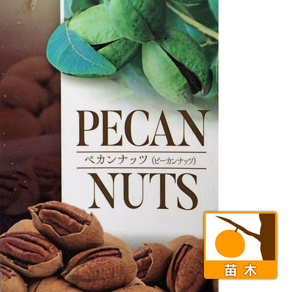 園芸ネット本店｜ペカンナッツ：CLS-61 7号ポット の通販【公式】