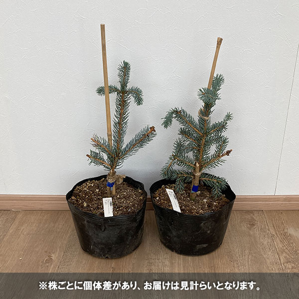 園芸ネット本店｜ピセアプンゲンス（プンゲンストウヒ）：トムセン7号