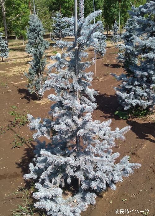 園芸ネット本店｜ピセアプンゲンス（プンゲンストウヒ）：トムセン7号