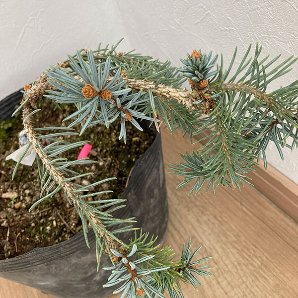 園芸ネット本店｜ピセアプンゲンス（プンゲンストウヒ）：ペンデュラ7