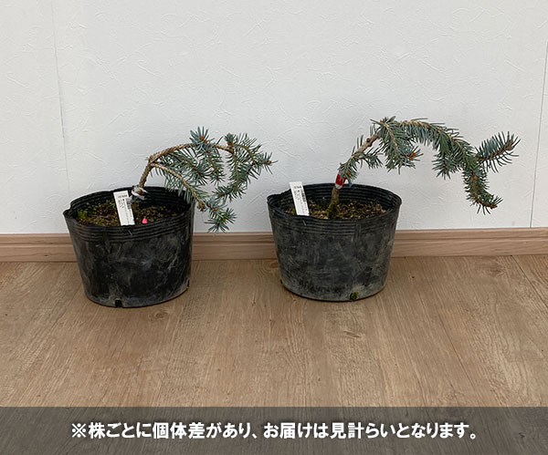 園芸ネット本店｜ピセアプンゲンス（プンゲンストウヒ）：ペンデュラ7